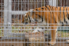 ​Tygrysy z poznańskiego zoo już w Hiszpanii